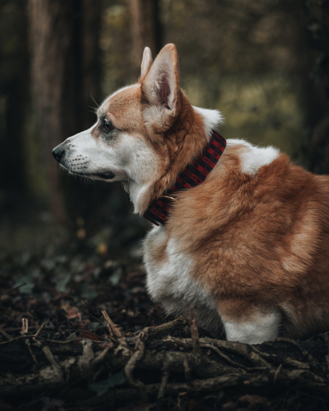 Collier pour chien - Damier rouge
