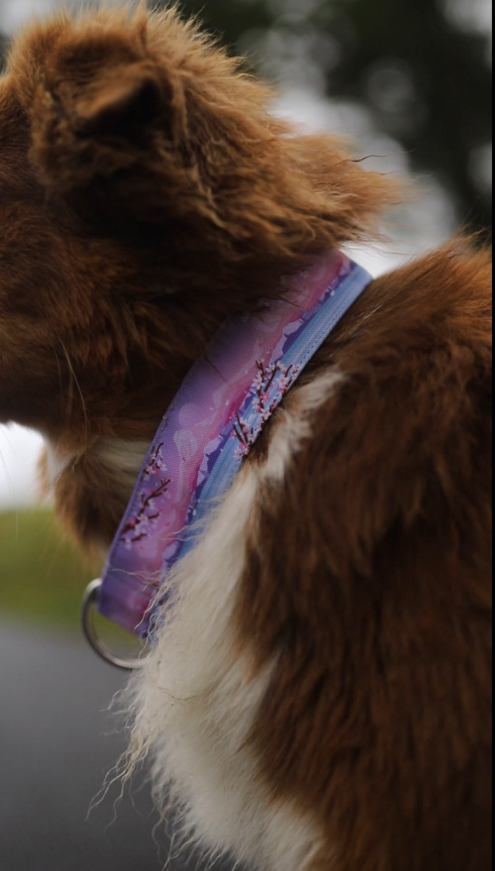 Fuji  -Collier pour chien