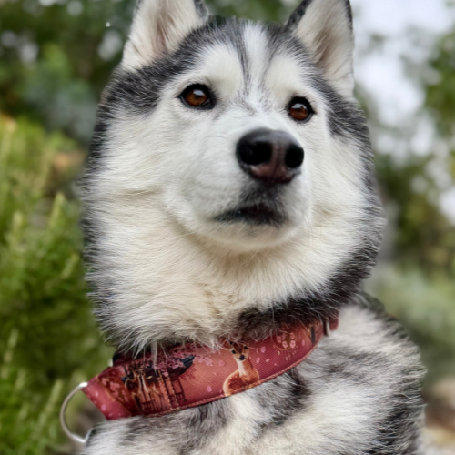 Collier pour chien - Totem Cerf Sika