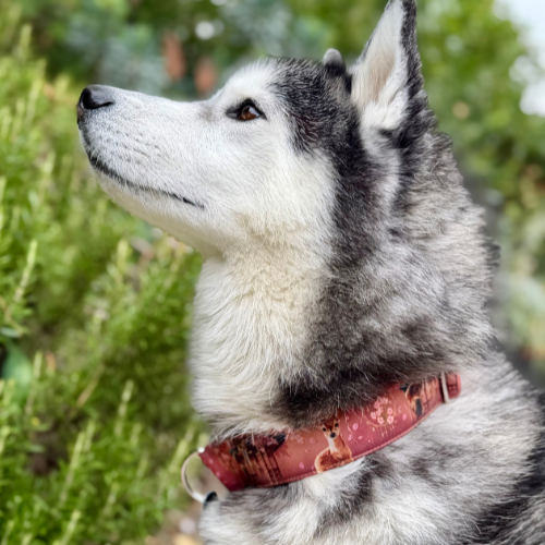 Collier pour chien - Totem Cerf Sika