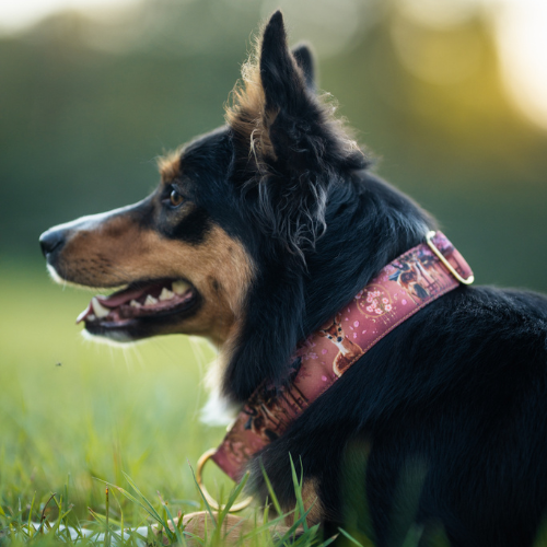 Collier pour chien - Totem Cerf Sika