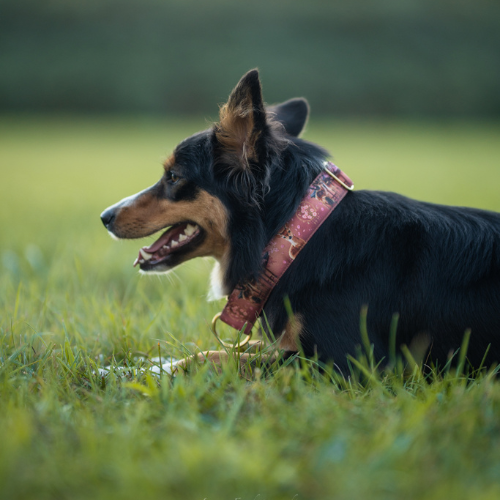 Collier pour chien - Totem Cerf Sika