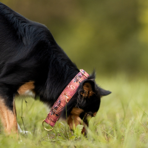 Collier pour chien - Totem Cerf Sika