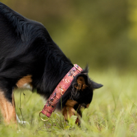Collier pour chien - Totem Cerf Sika