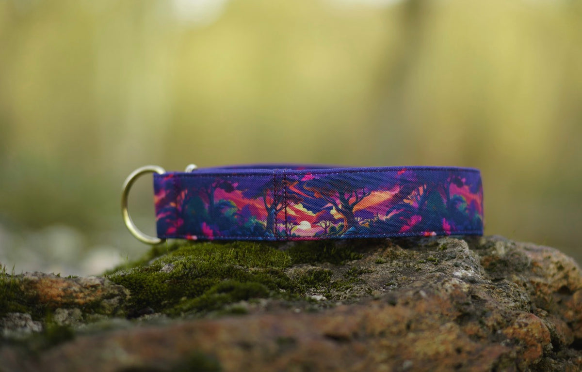 Collier pour chien - Redwood