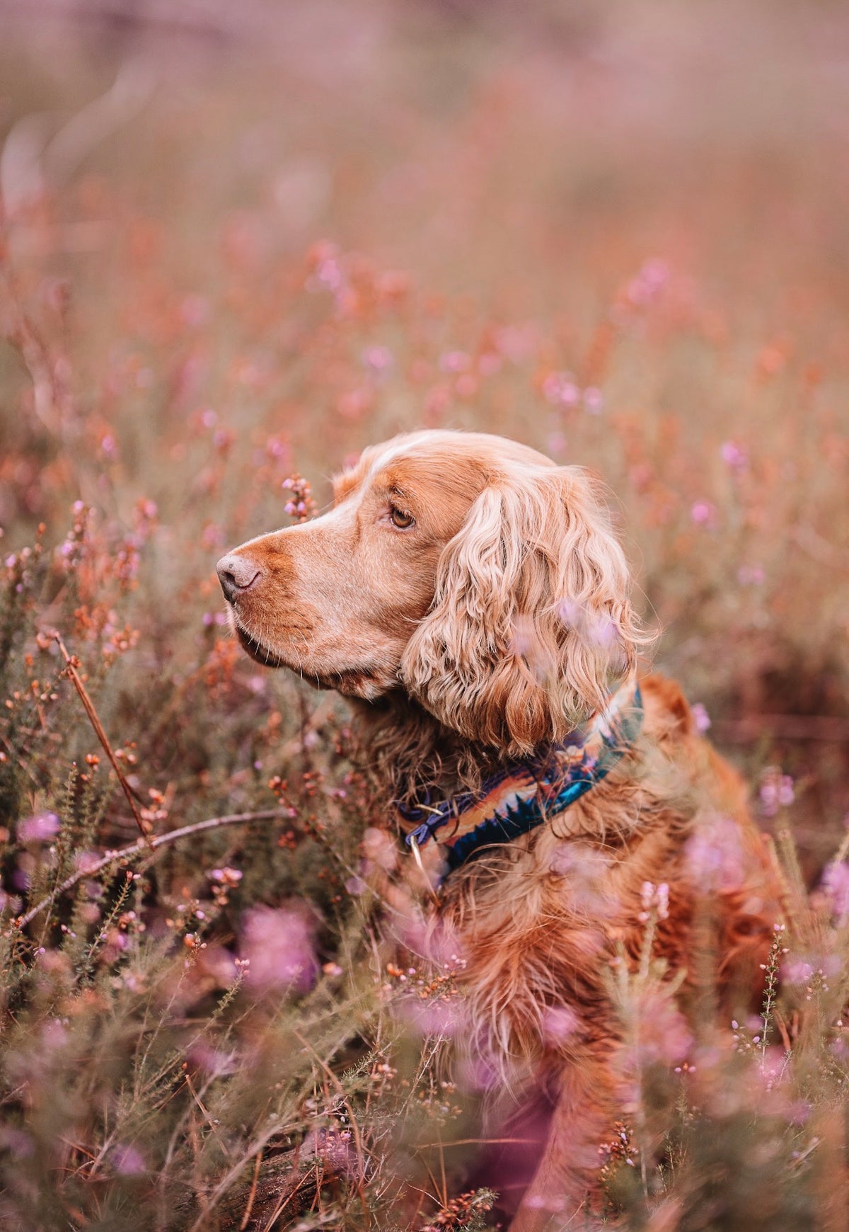 Collier pour chien - Amber Valley