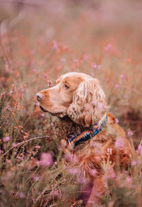 Collier pour chien - Amber Valley