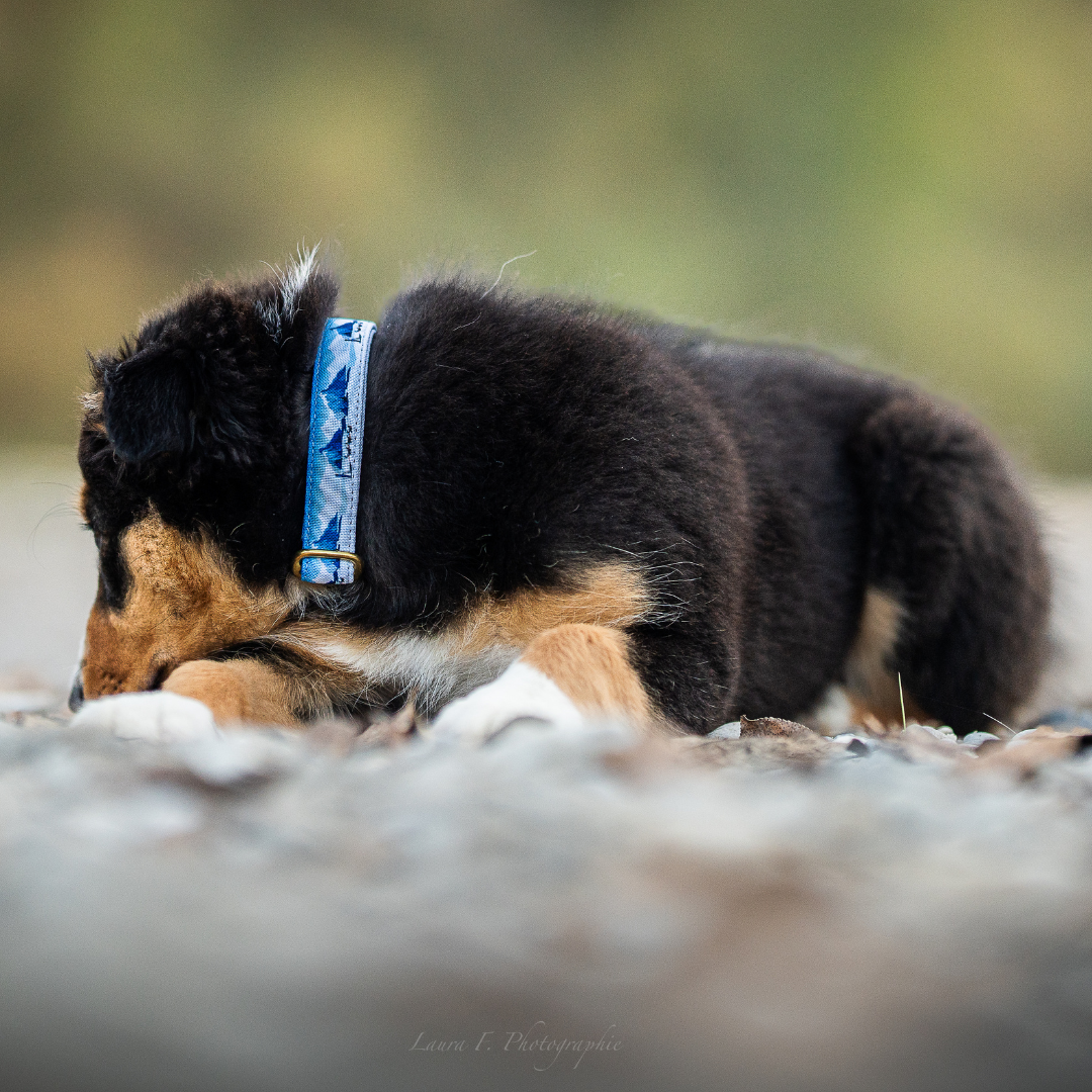 Collier pour chien -  Yukon