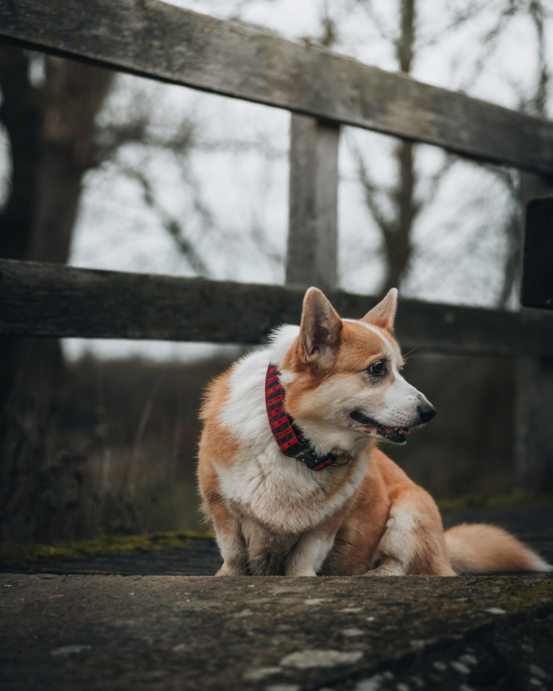 Collier pour chien - Damier rouge