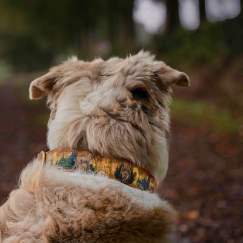 Collier pour chien – Totem Lynx