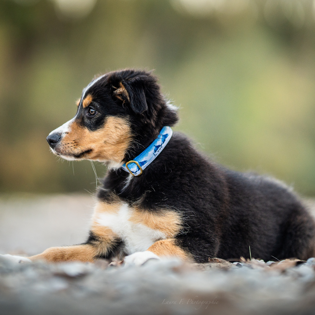 Collier pour chien -  Yukon