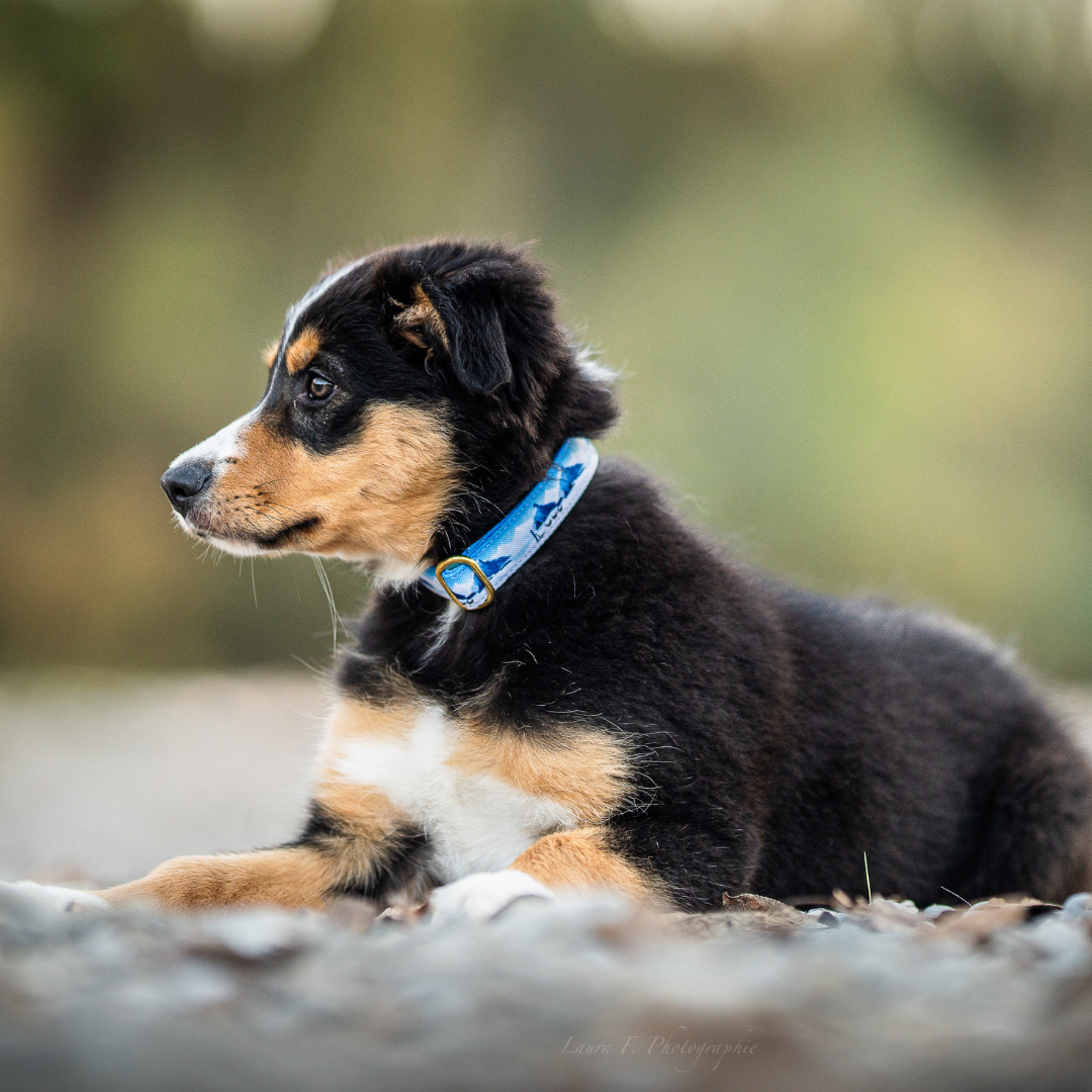Collier pour chien -  Yukon