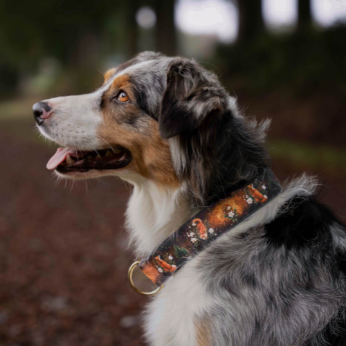 Collier pour chien – Totem Renard