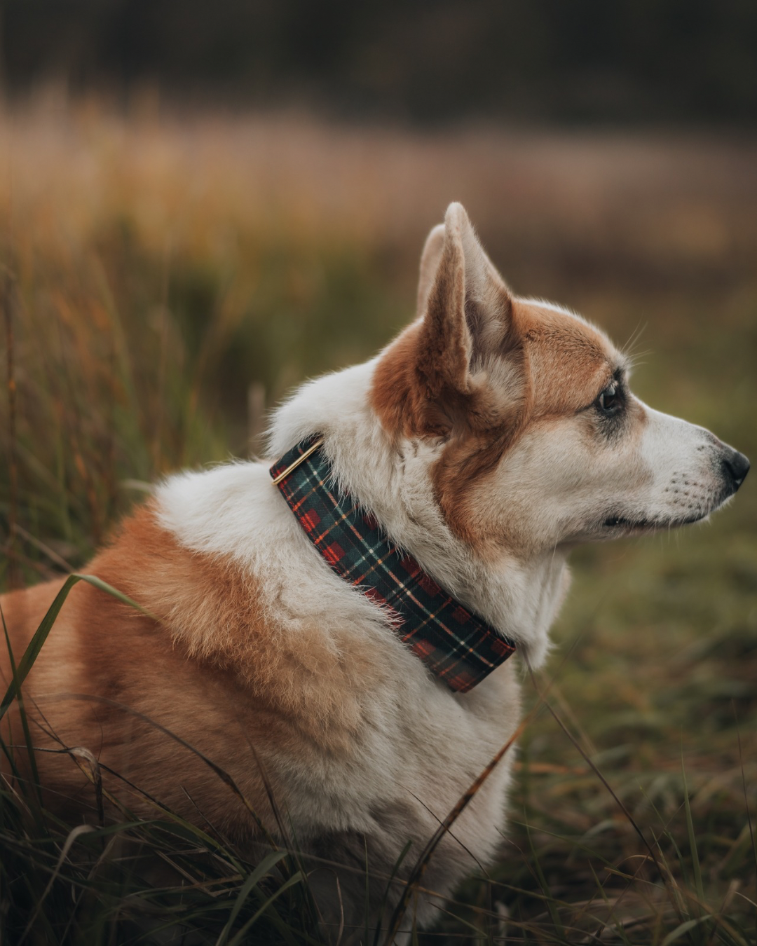 Collier pour chien - Tartan Fraser