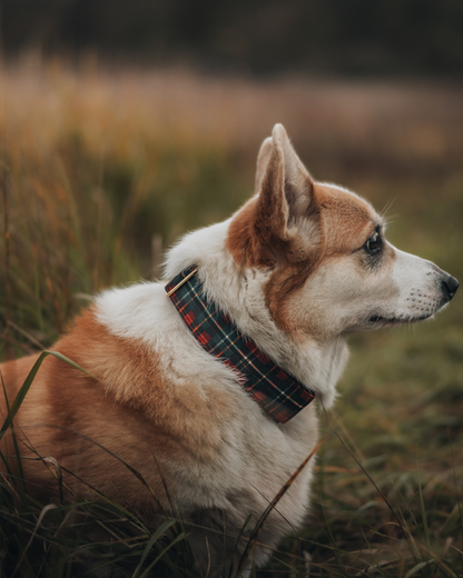 Collier pour chien - Tartan Fraser