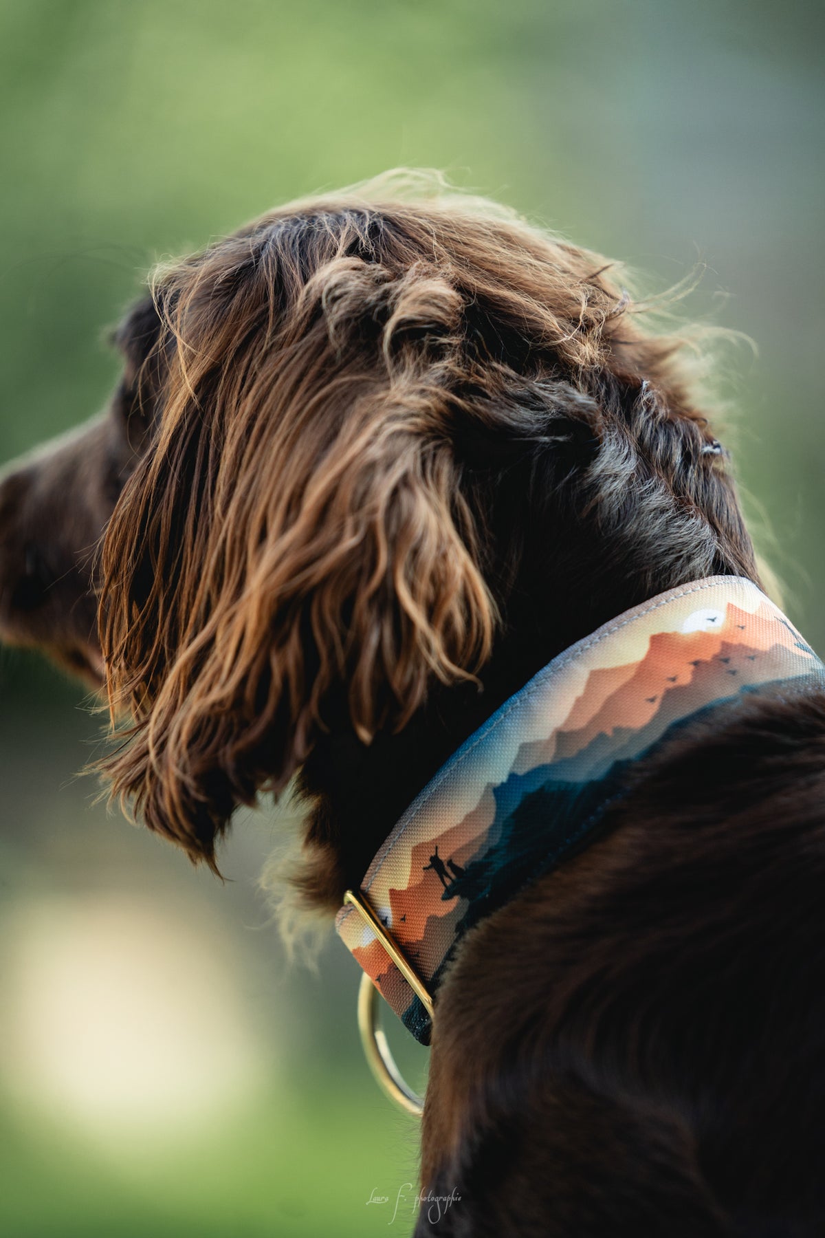 Collier pour chien - Freedom