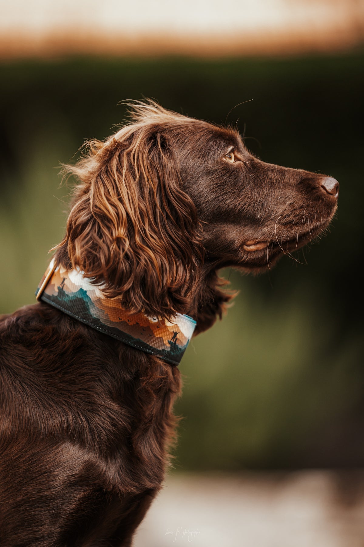 Collier pour chien - Freedom