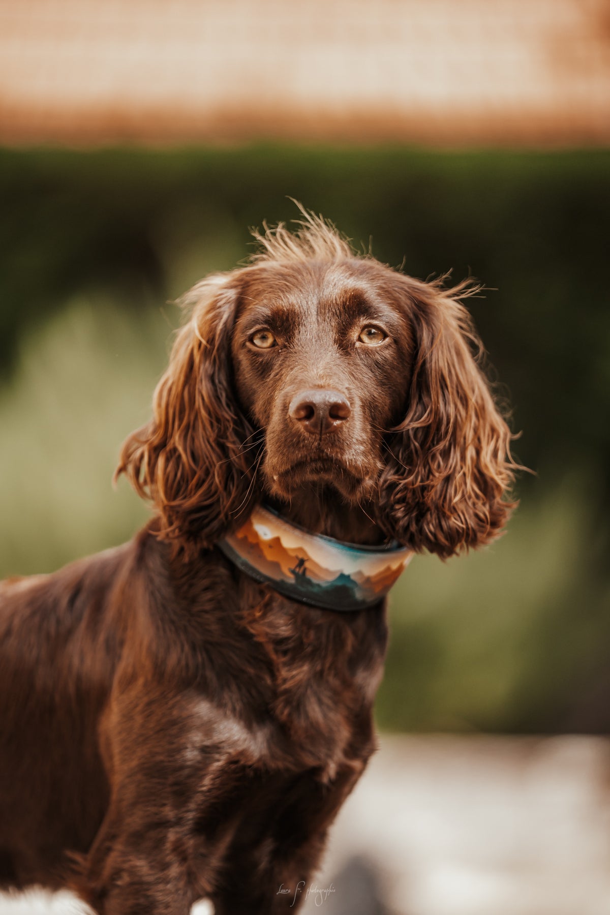 Collier pour chien - Freedom