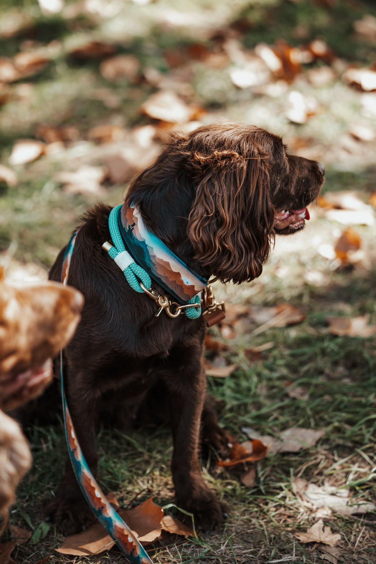 Collier pour chien - Freedom