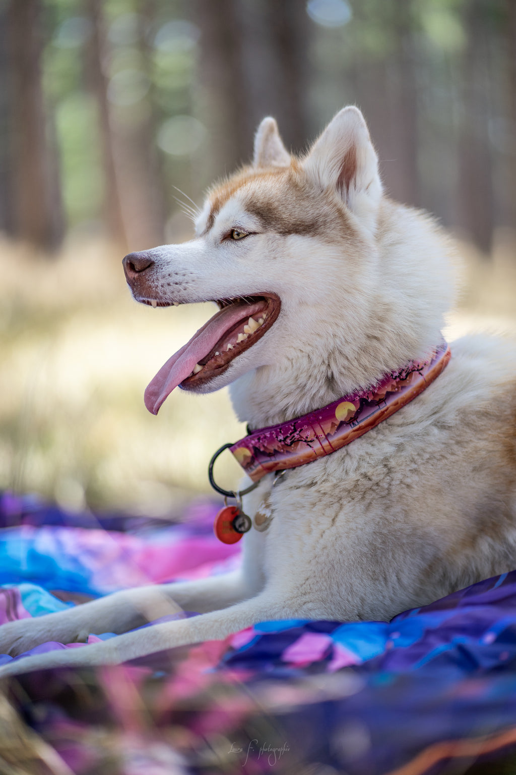 Collier pour chien - Sakura