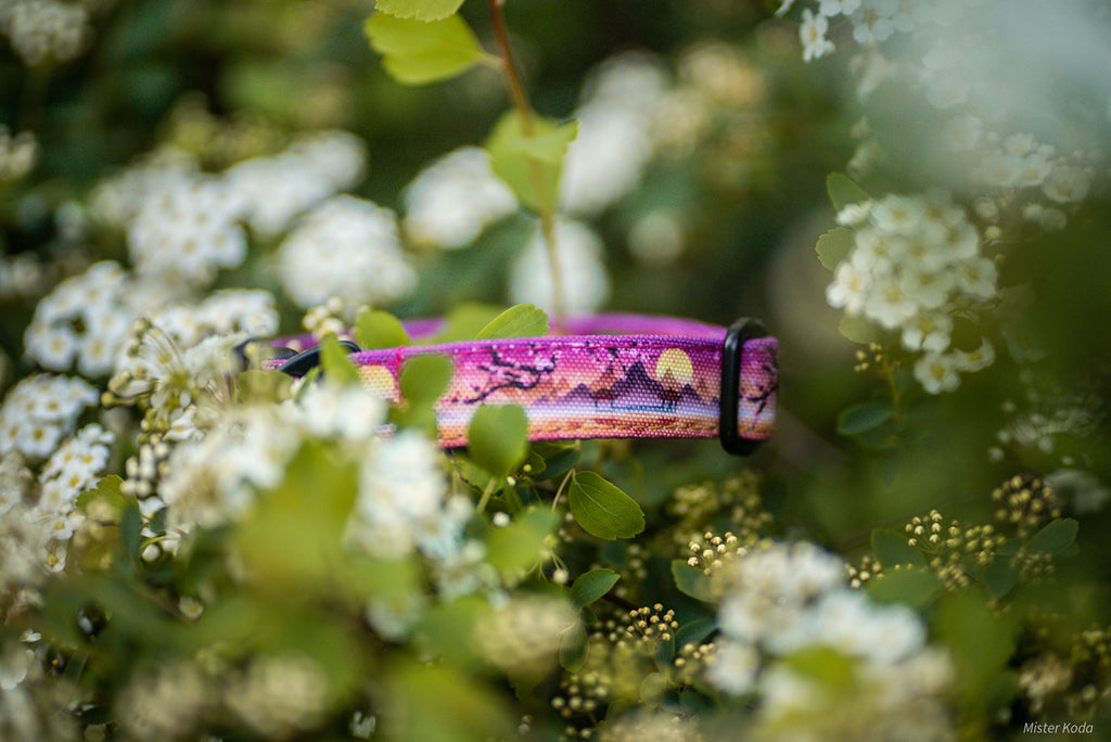 Collier pour chien - Sakura
