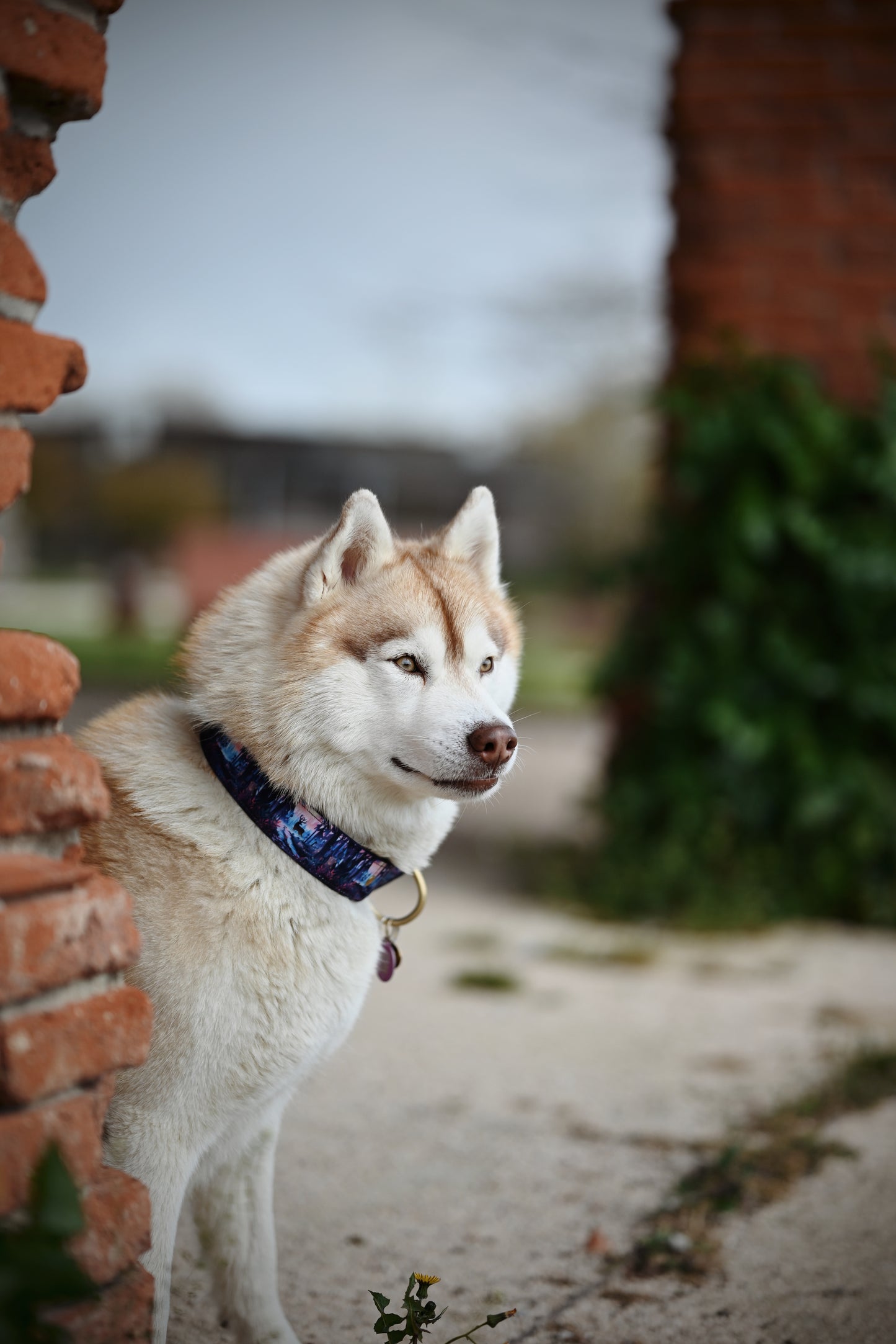 Collier pour chien - Fairytale