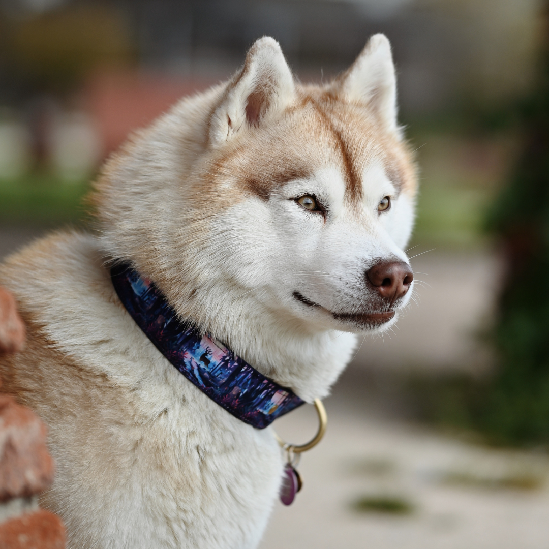 Collier pour chien - Fairytale