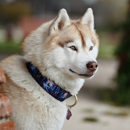 Collier pour chien - Fairytale