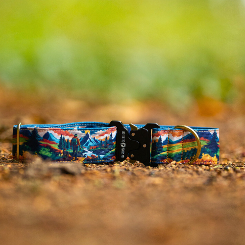 Collier pour chien - Colorful