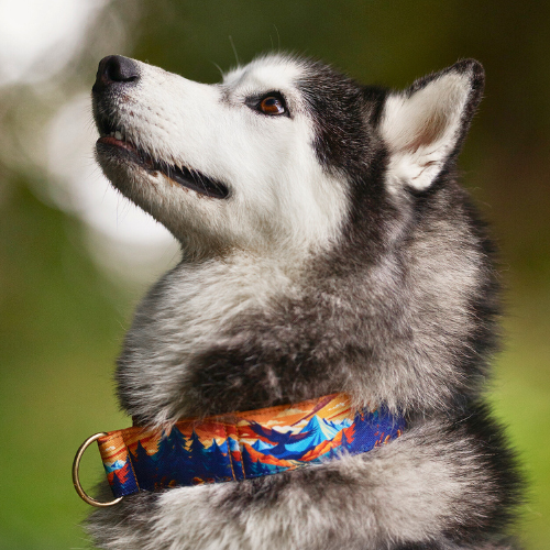 Collier pour chien - Spirit