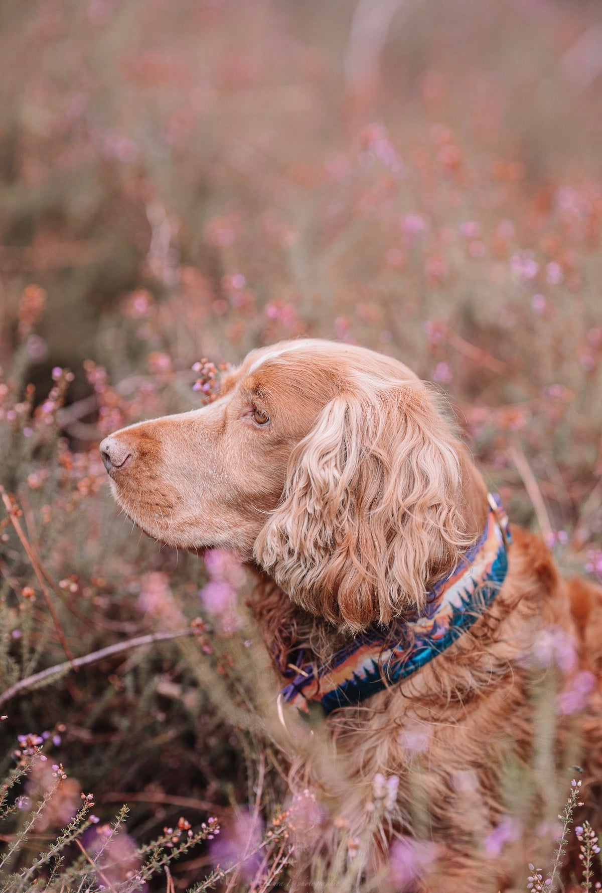 Collier pour chien - Amber Valley