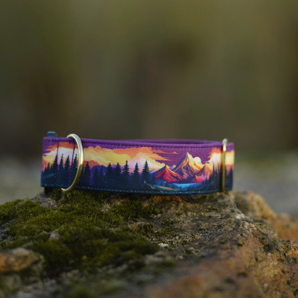 Collier pour chien - Amber Valley