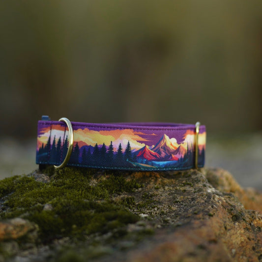 Collier pour chien - Amber Valley