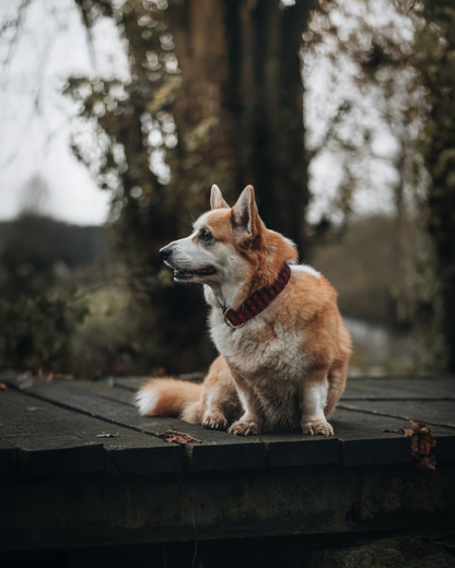 Collier pour chien - Damier rouge