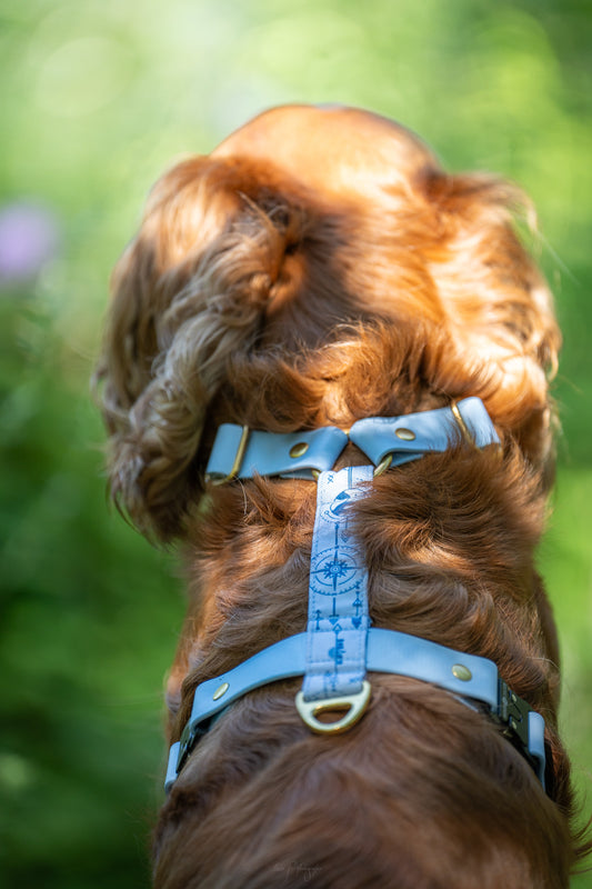 Harnais bi matière pour chien