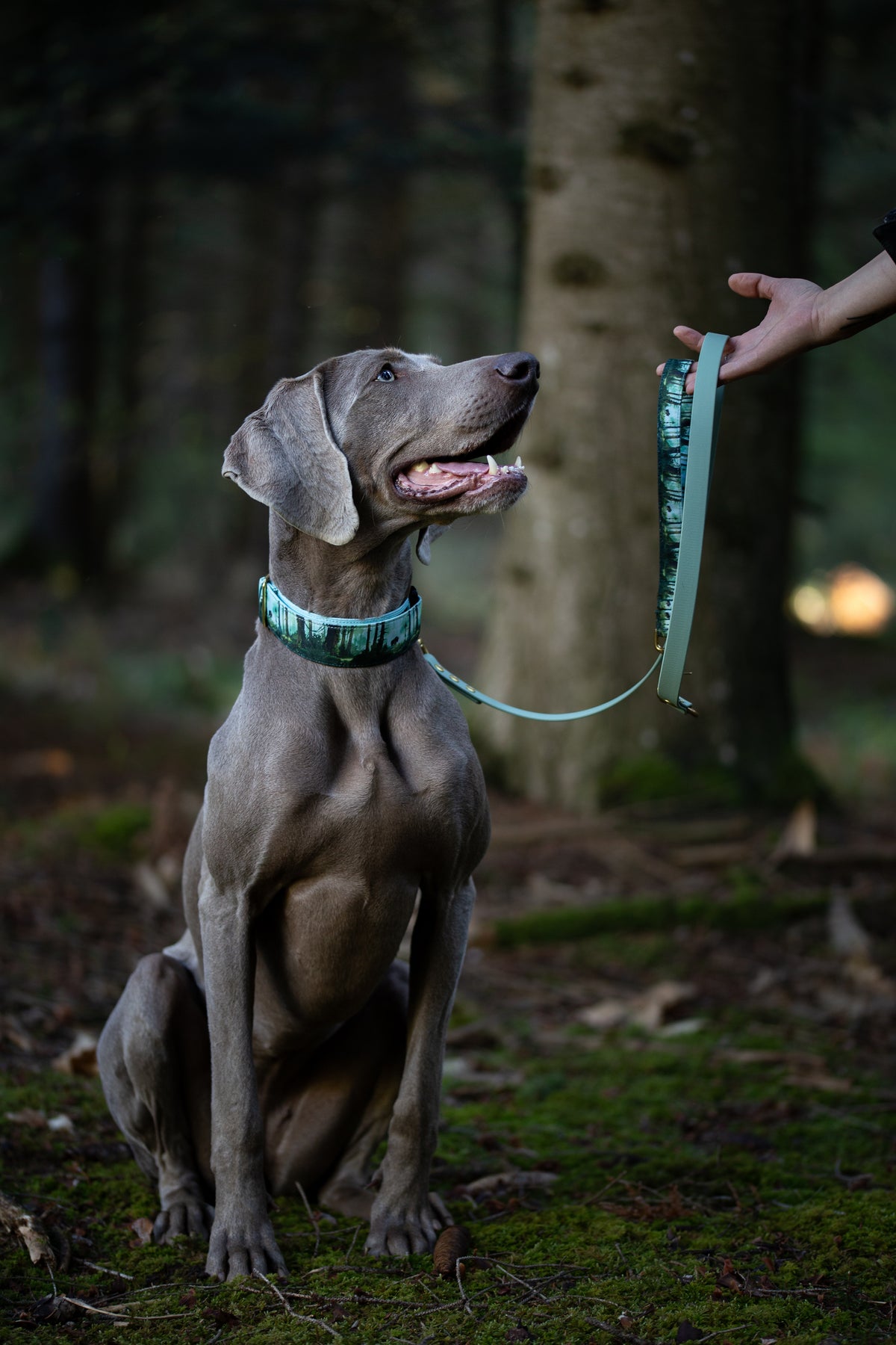 Collier pour chien - Bialowieza