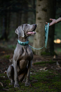 Collier pour chien - Bialowieza