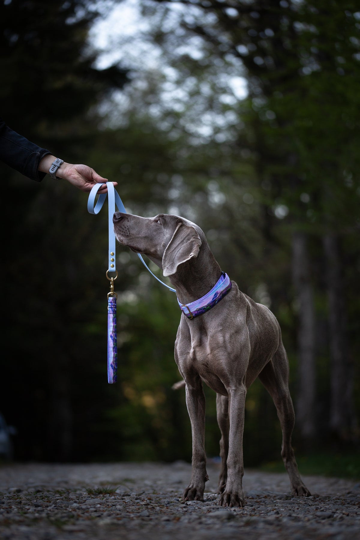 Collier pour chien - Provence