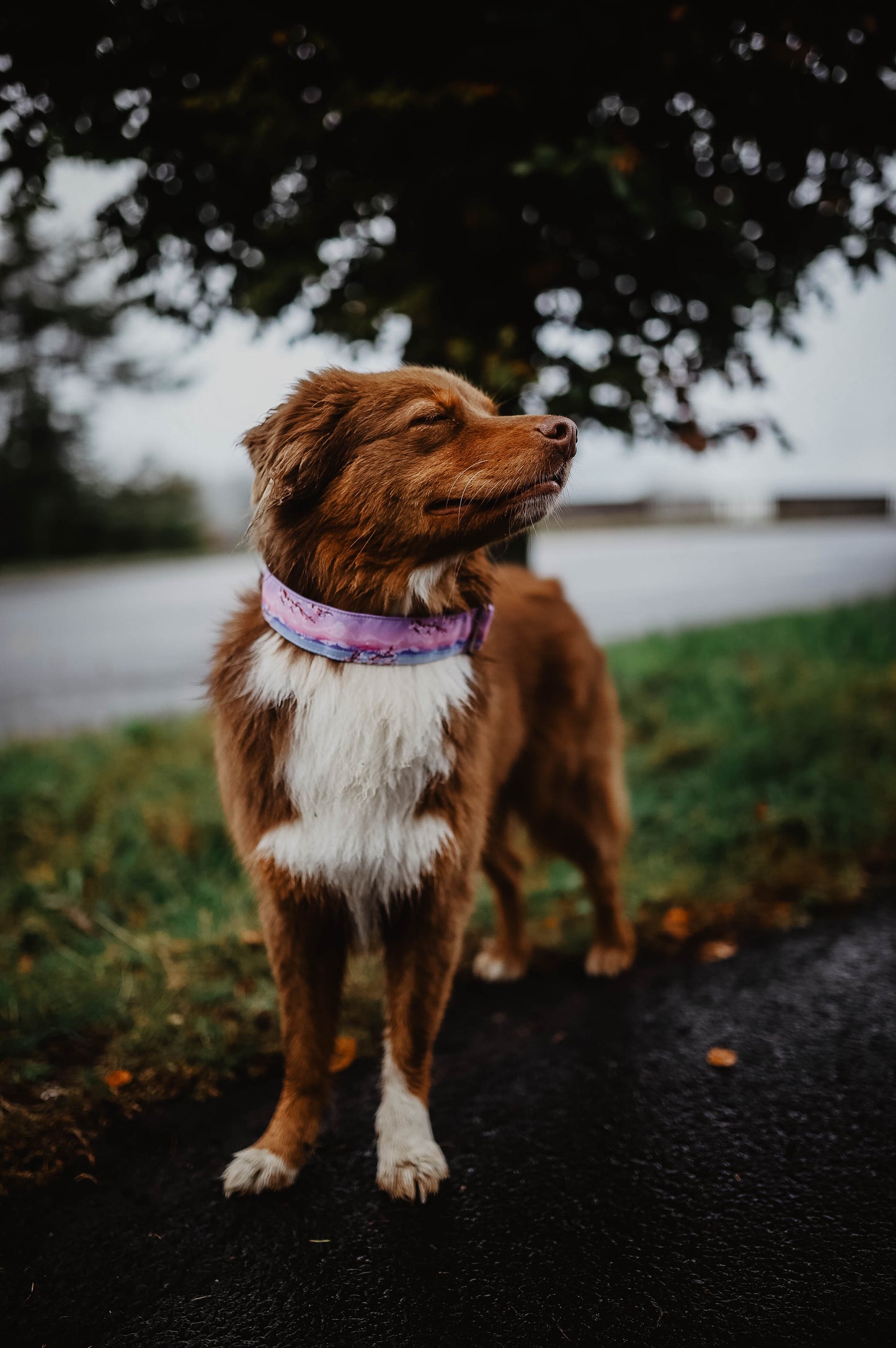 Fuji  -Collier pour chien