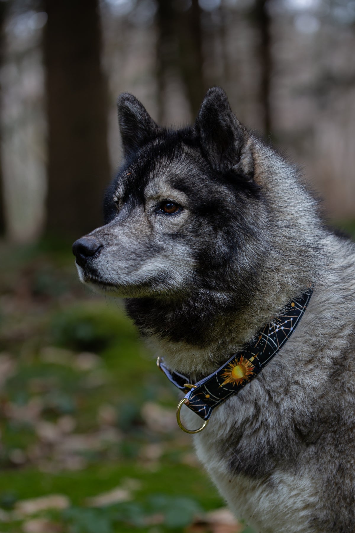 Collier pour chien -  Sun