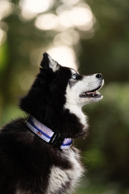 Collier pour chien -  Ontario