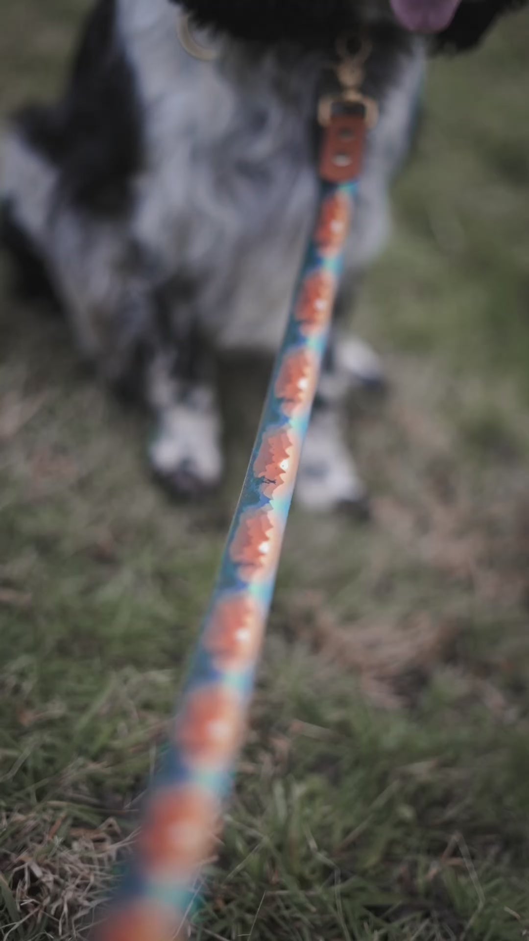Collier pour chien - Freedom