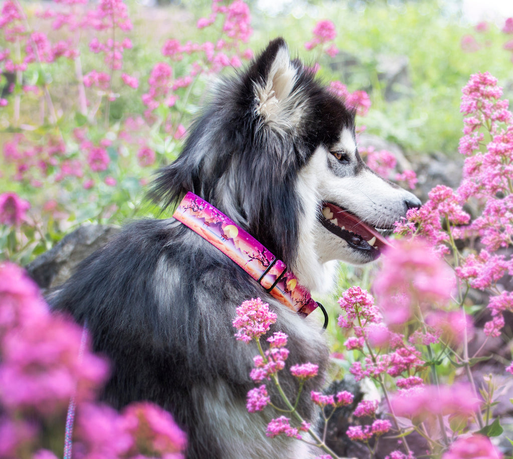 Collier pour chien - Sakura